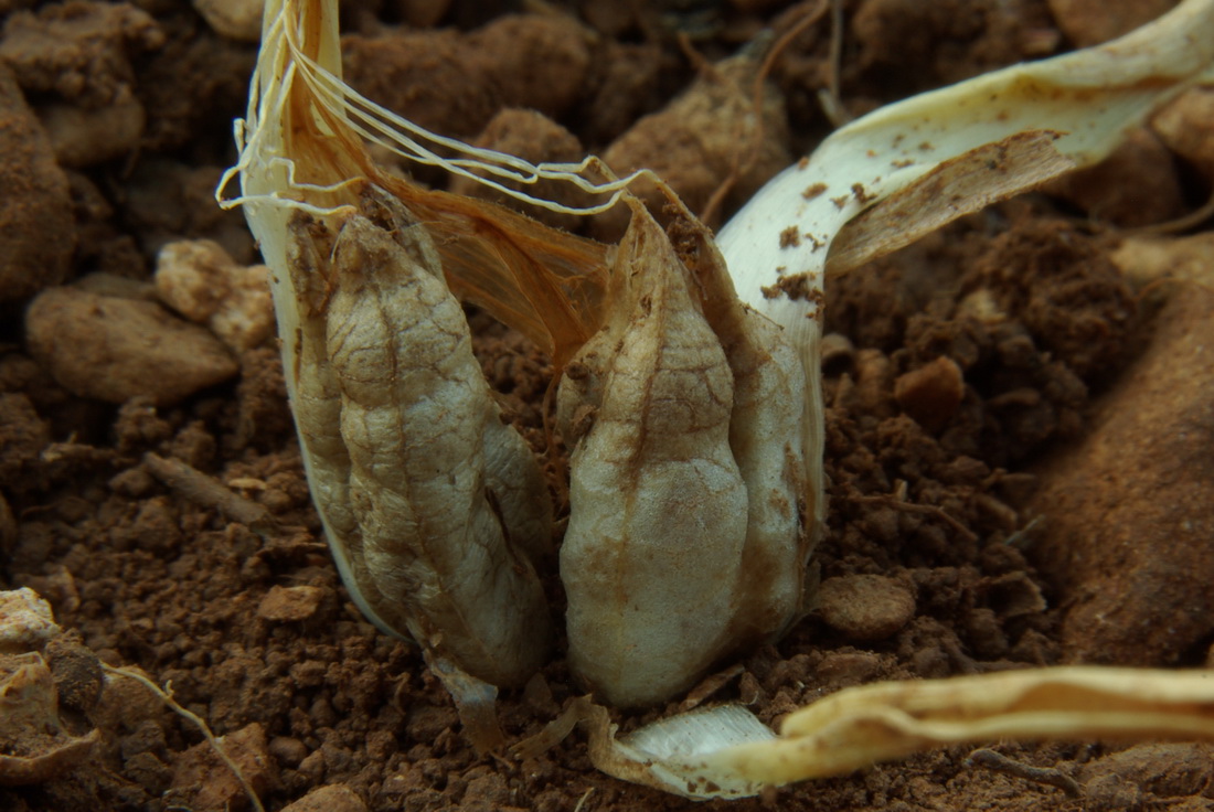 Image of Colchicum triphyllum specimen.