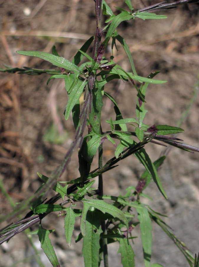 Image of Sisymbrium officinale specimen.