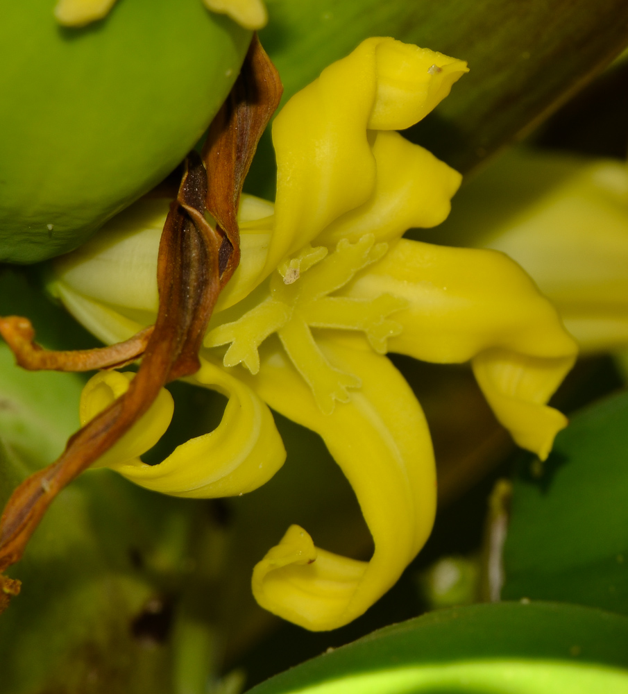 Image of Carica papaya specimen.