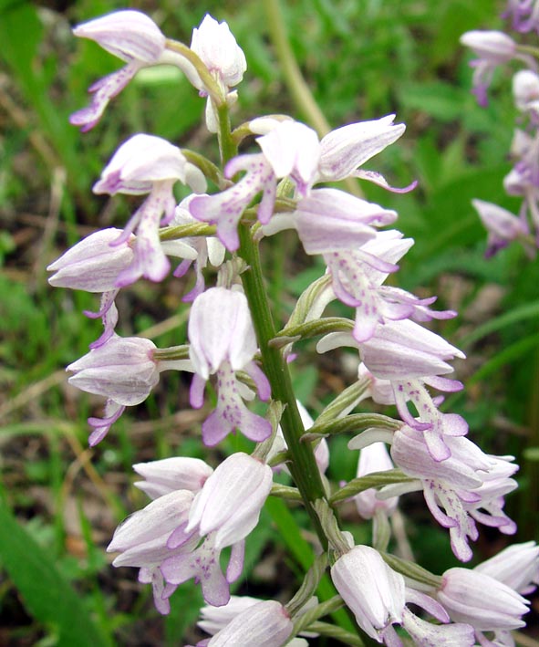 Image of Orchis militaris specimen.