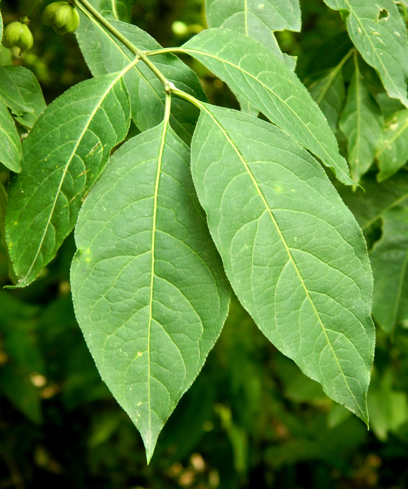 Изображение особи Euonymus europaeus.