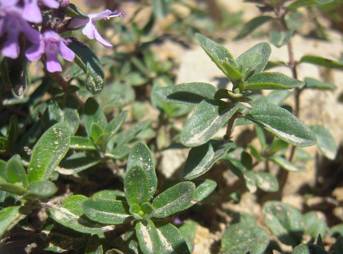 Изображение особи Thymus pseudopulegioides.