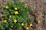 Potentilla anserina