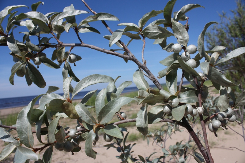 Изображение особи Elaeagnus commutata.