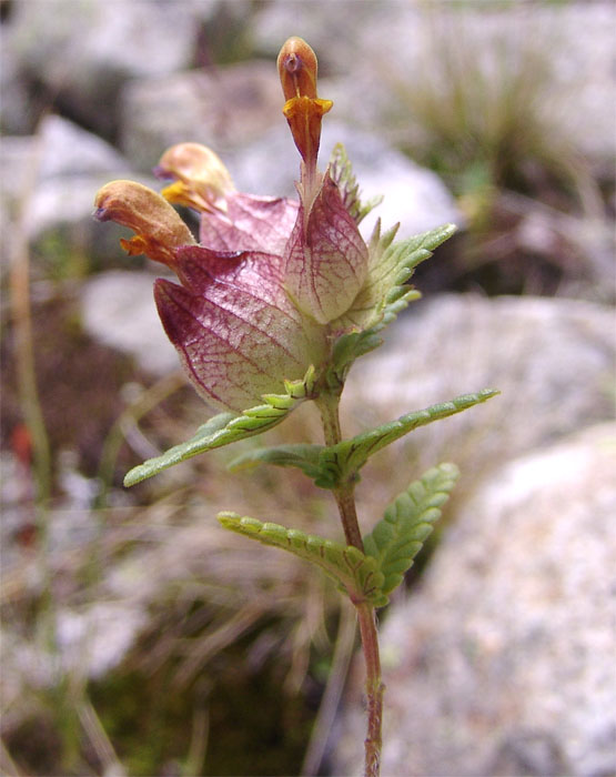 Изображение особи Rhinanthus schischkinii.