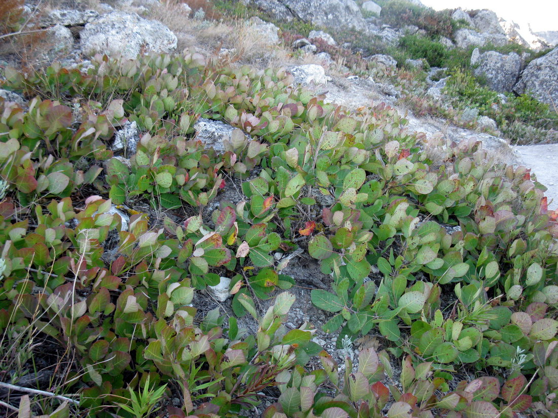 Image of Cotinus coggygria specimen.