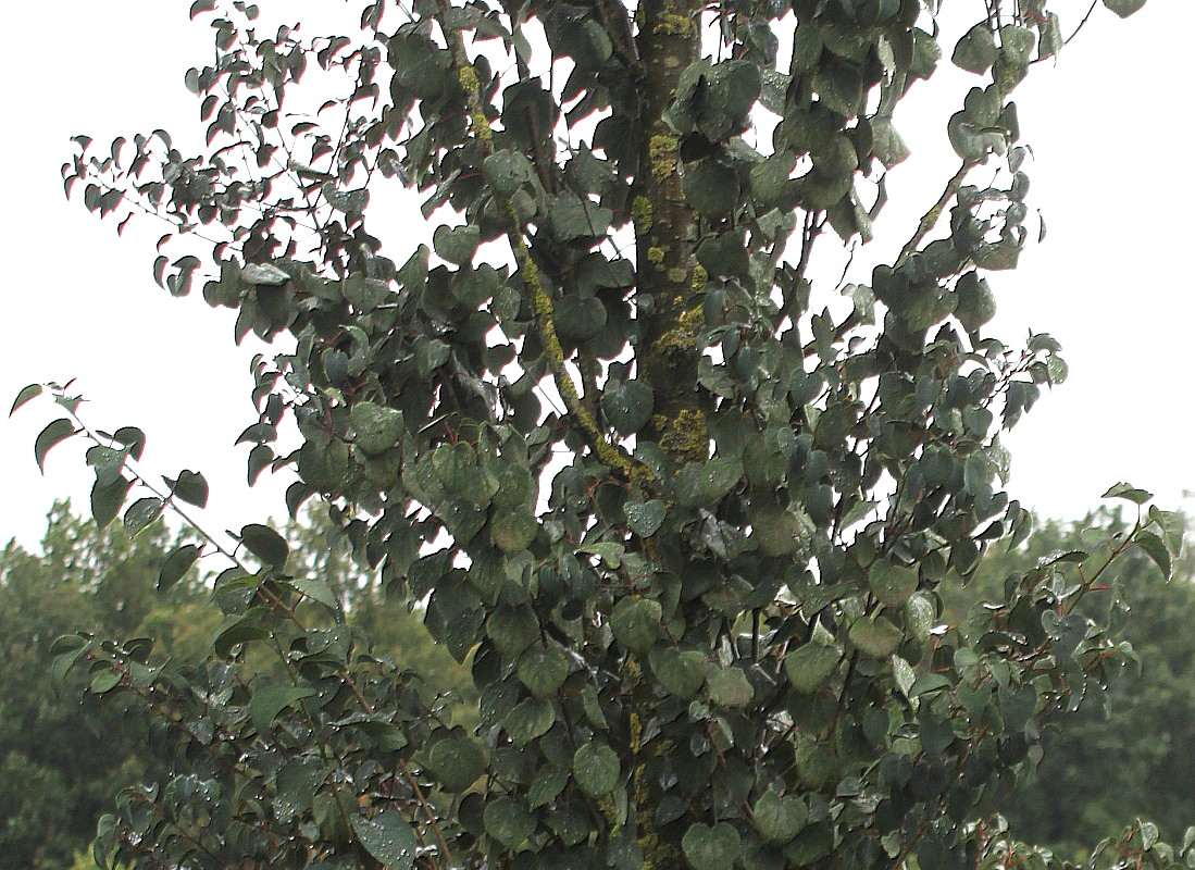 Image of Cercidiphyllum japonicum specimen.