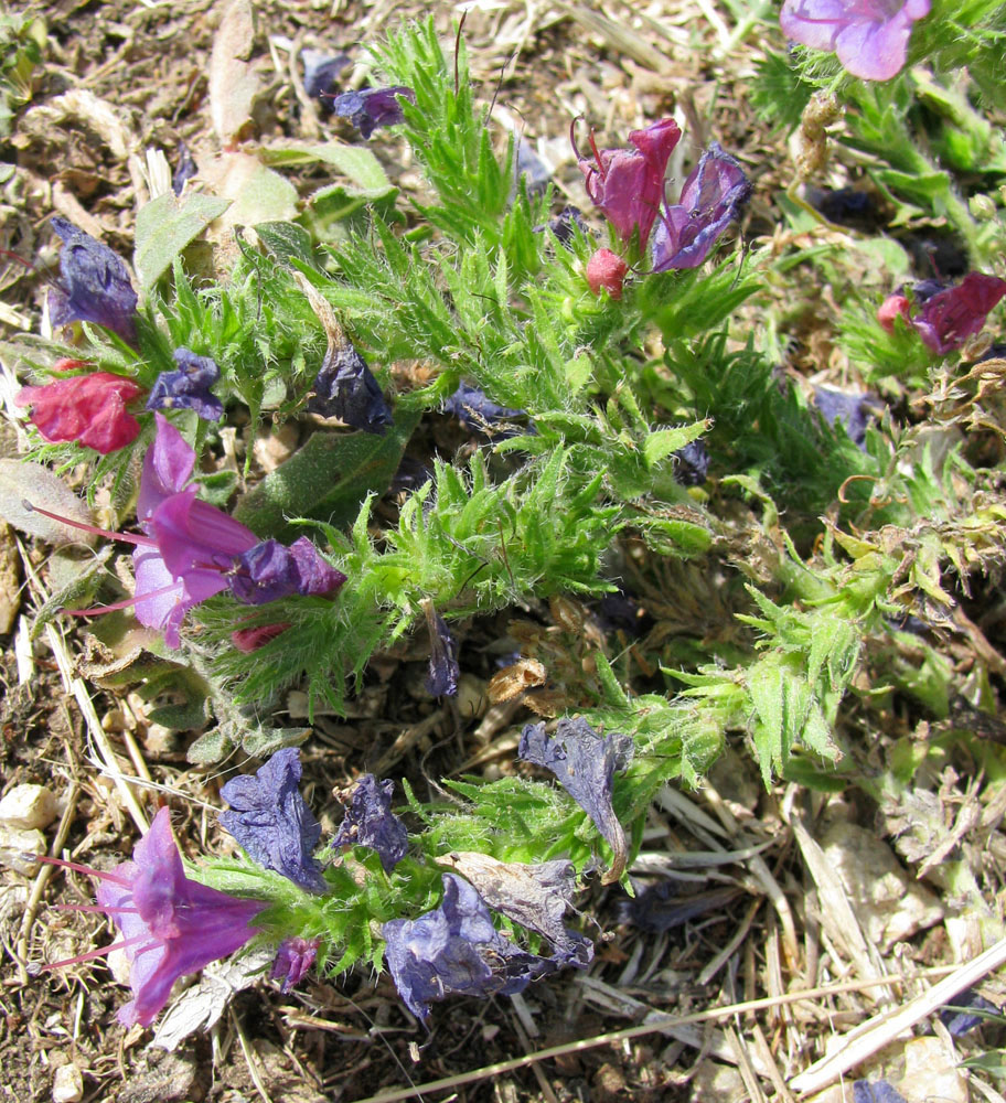 Image of Echium plantagineum specimen.