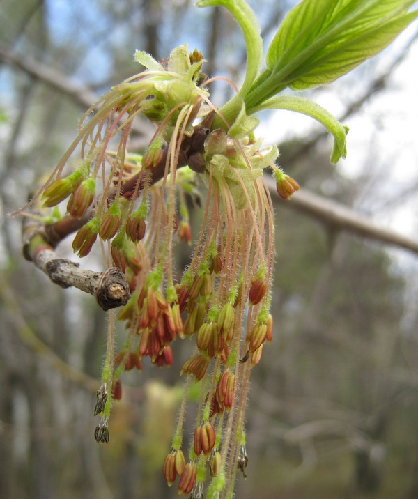 Image of Acer negundo specimen.