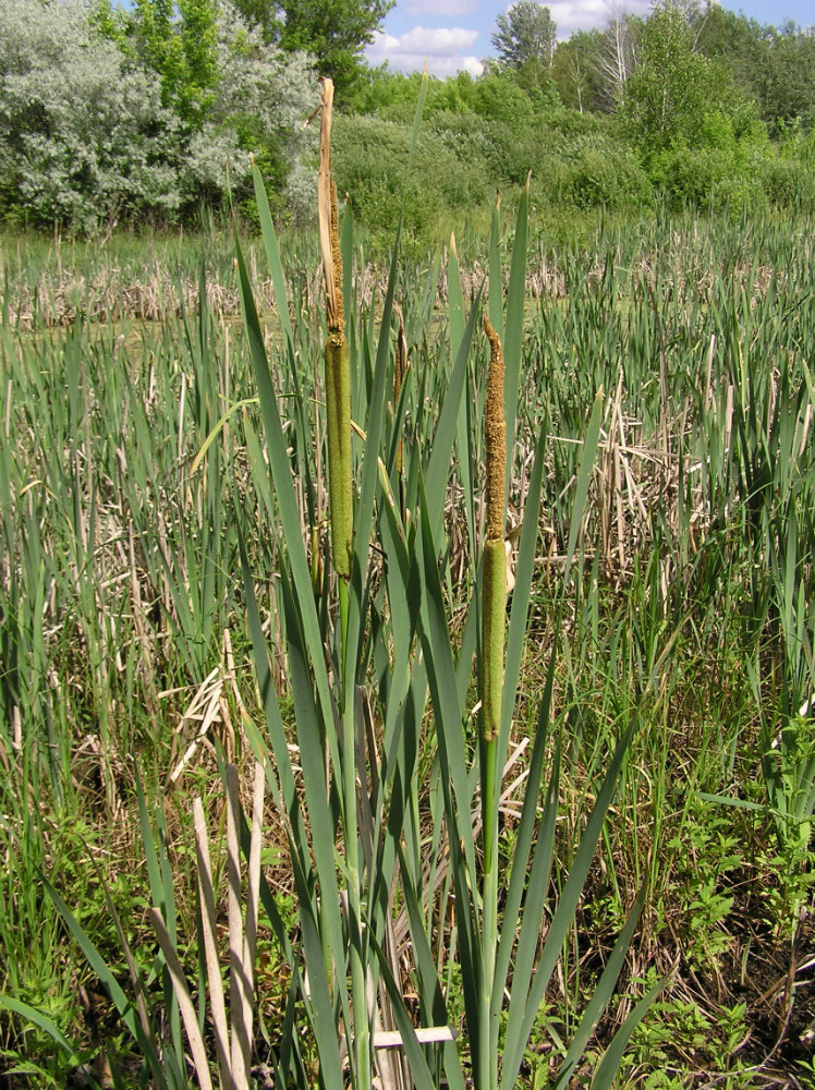 Изображение особи Typha latifolia.