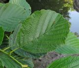 Alnus barbata. Лист. Абхазия, Гагрский р-н, берег р. Бзып. 13.06.2012.