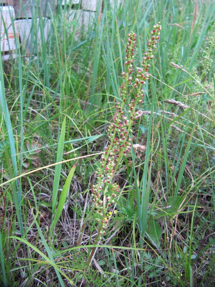 Изображение особи Artemisia commutata.