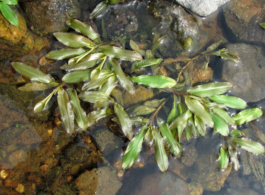 Image of Potamogeton × prussicus specimen.