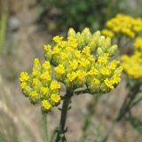 View full-size image Achillea micrantha