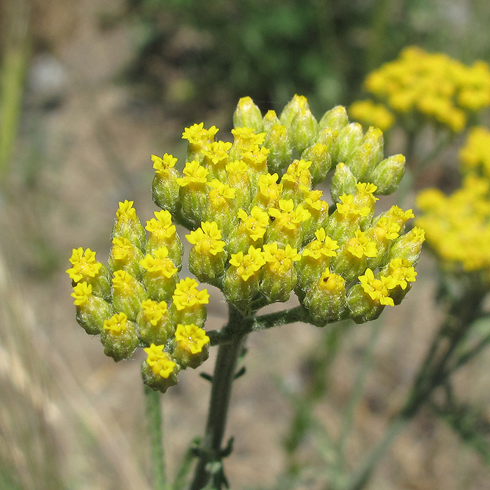 Изображение особи Achillea micrantha.