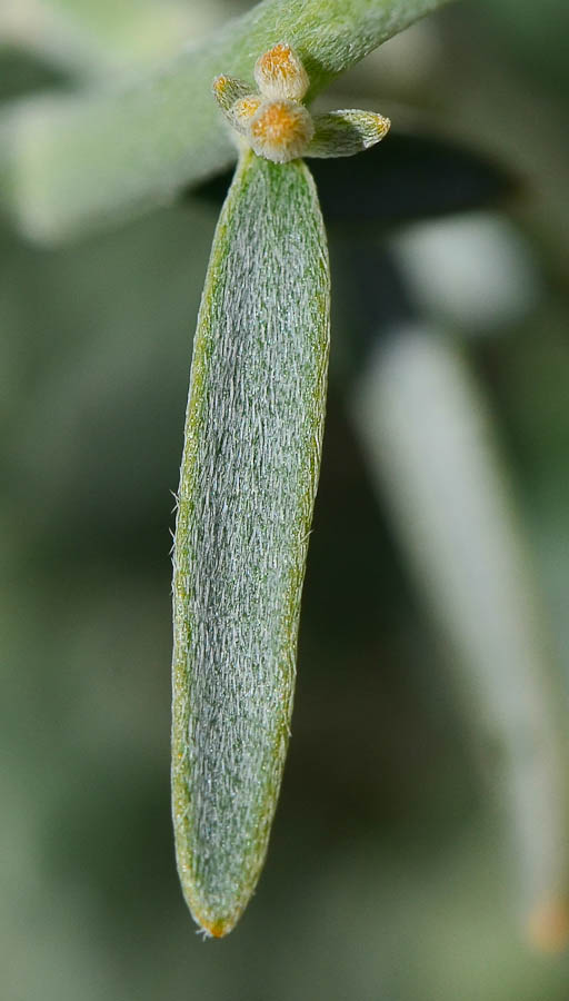 Image of Farsetia aegyptia specimen.