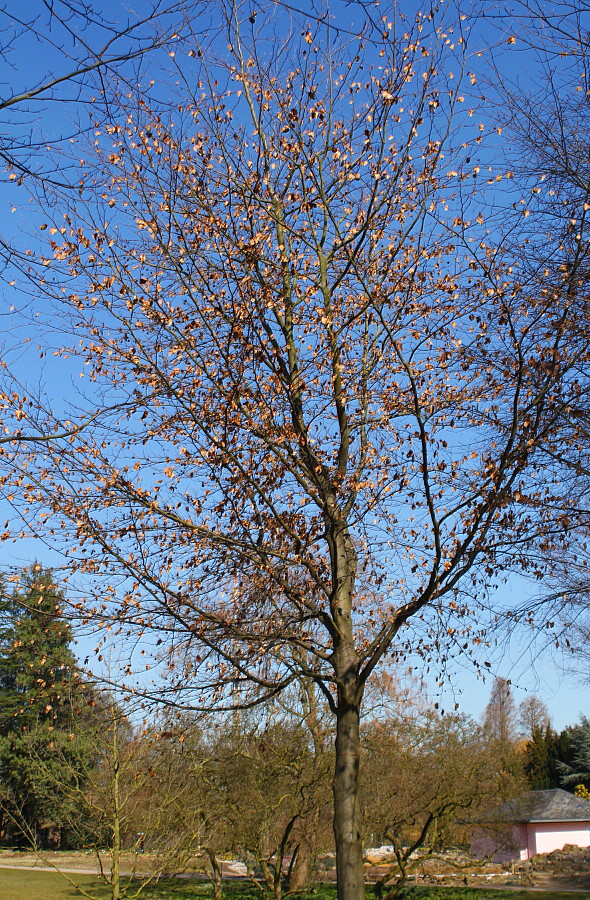 Image of Fagus sylvatica specimen.