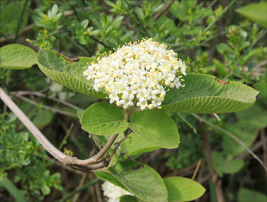 Image of Viburnum lantana specimen.