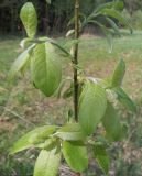 Salix caprea. Часть ветви с молодыми побегами. Московская обл., Лотошинский р-н, окр. дер. Савостино. 13.05.2013.