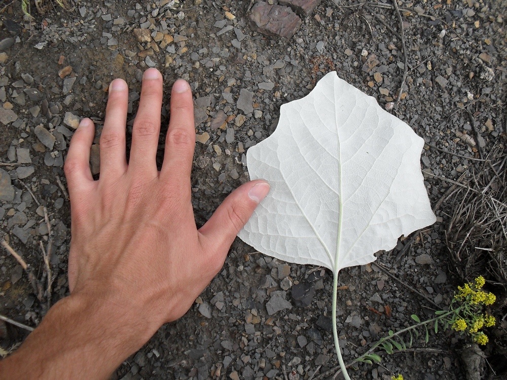 Изображение особи Populus alba.