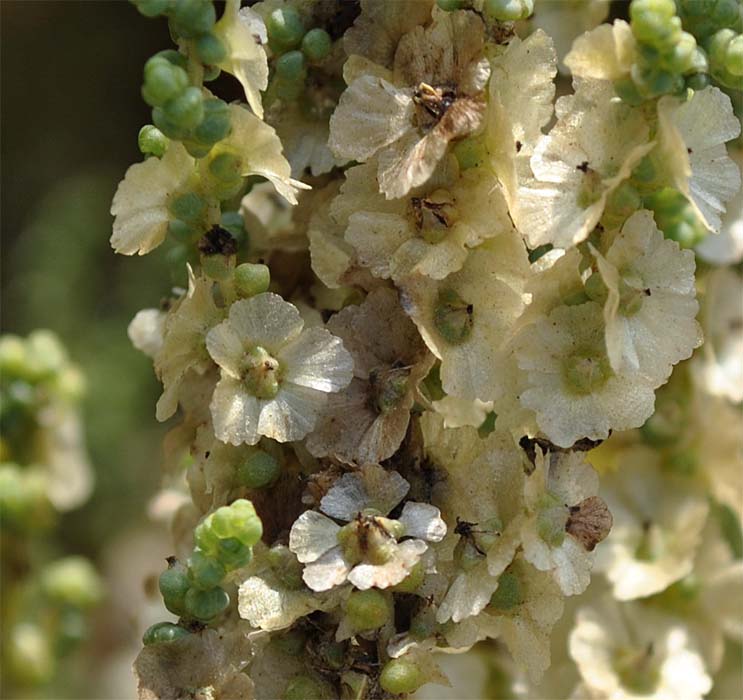 Image of Salsola dendroides specimen.