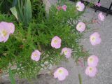 Oenothera speciosa. Цветущие растения. Украина, Крым, Бахчисарайский р-н, пгт Куйбышево, в культуре. 08.07.2013.