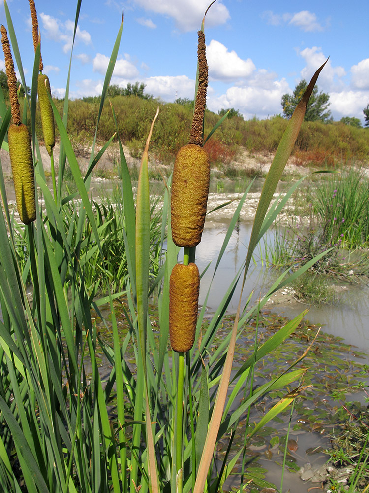 Изображение особи Typha latifolia.