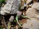 Allium libani. Цветущие растения. Израиль, горный массив Хермон. 05.05.2010.