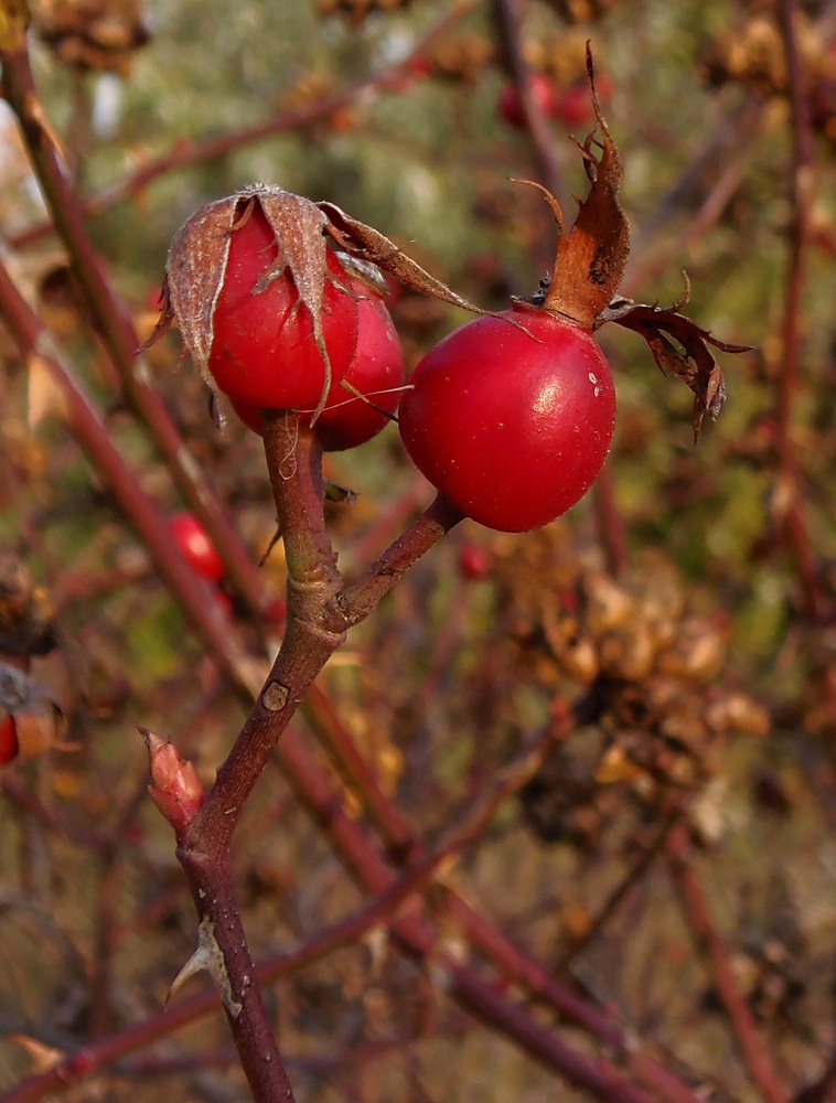 Изображение особи род Rosa.