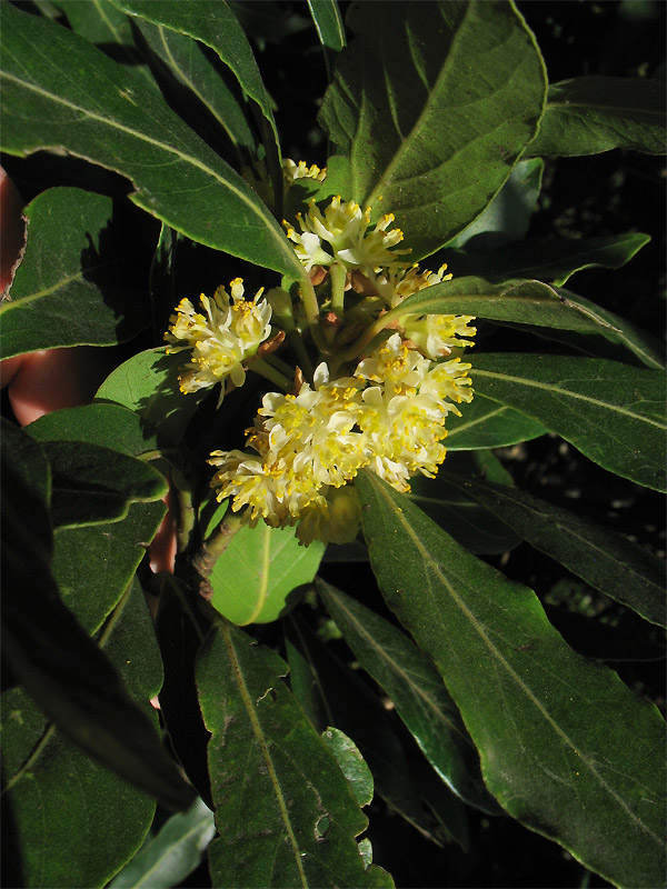 Image of Laurus novocanariensis specimen.