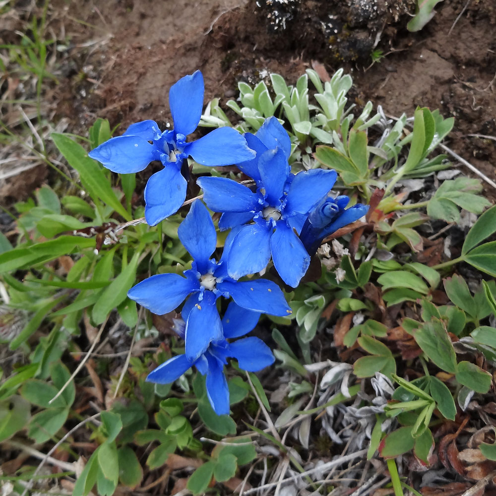 Image of Gentiana uniflora specimen.