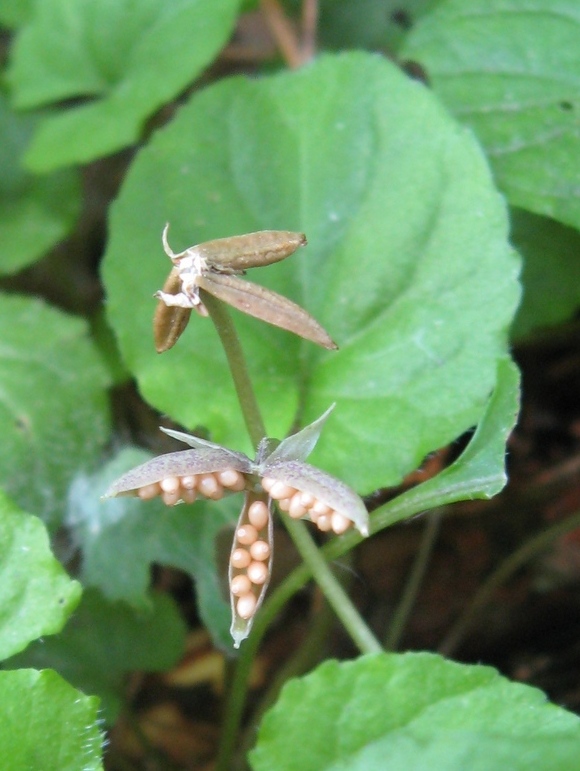 Image of Viola selkirkii specimen.