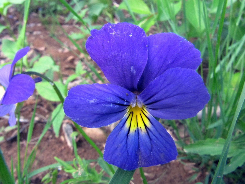 Изображение особи Viola tricolor.