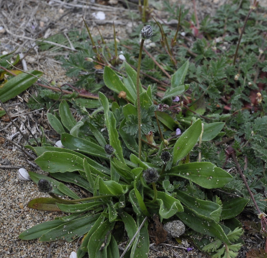 Image of genus Plantago specimen.