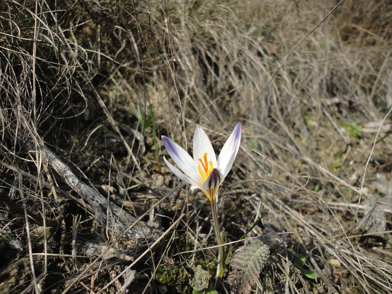 Изображение особи Crocus reticulatus.