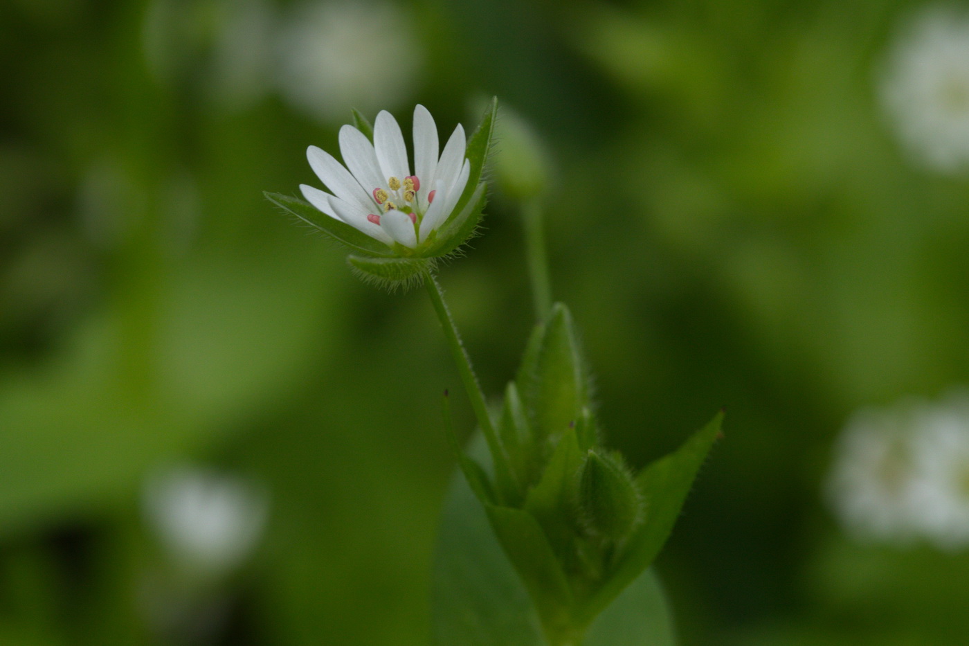 Image of Stellaria neglecta specimen.