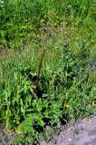 Heracleum sibiricum