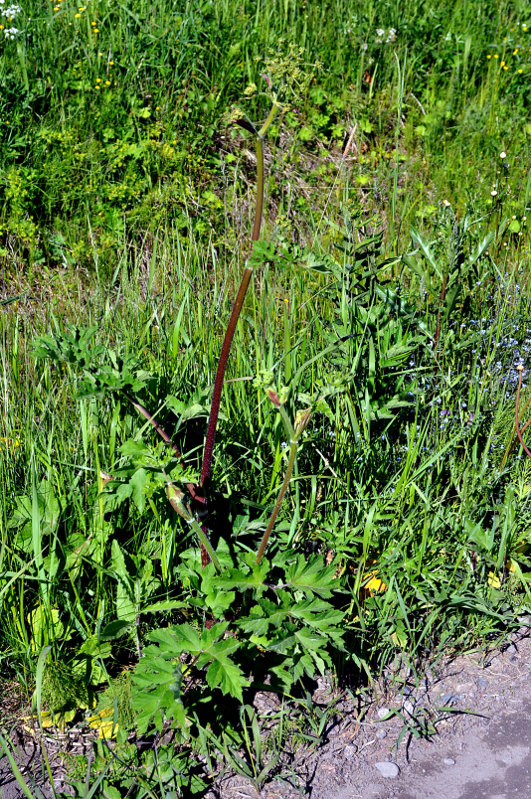 Image of Heracleum sibiricum specimen.