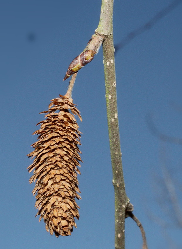 Image of Betula utilis var. jacquemontii specimen.