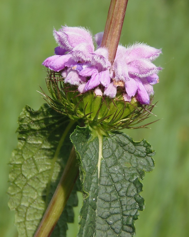 Image of Phlomoides tuberosa specimen.