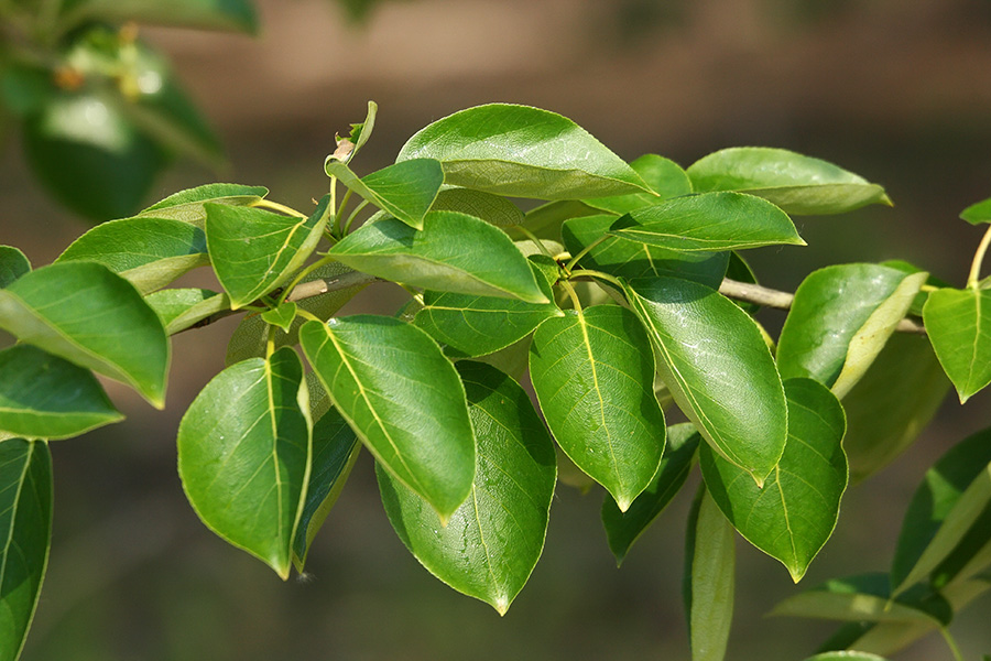 Image of Populus suaveolens specimen.