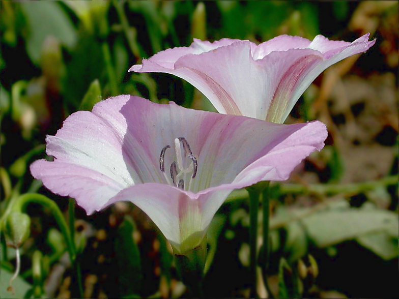 Изображение особи Convolvulus arvensis.