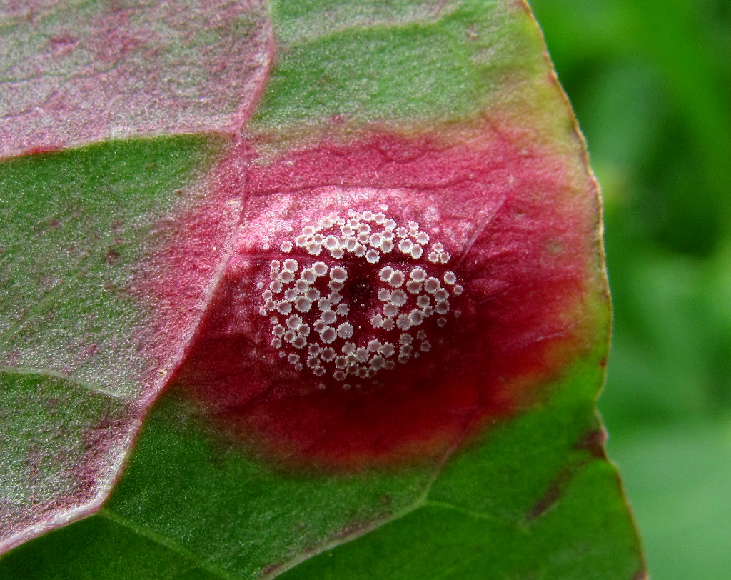 Image of Rumex aquaticus specimen.