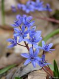 Scilla bifolia