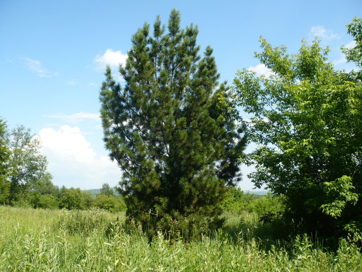 Изображение особи Pinus sibirica.