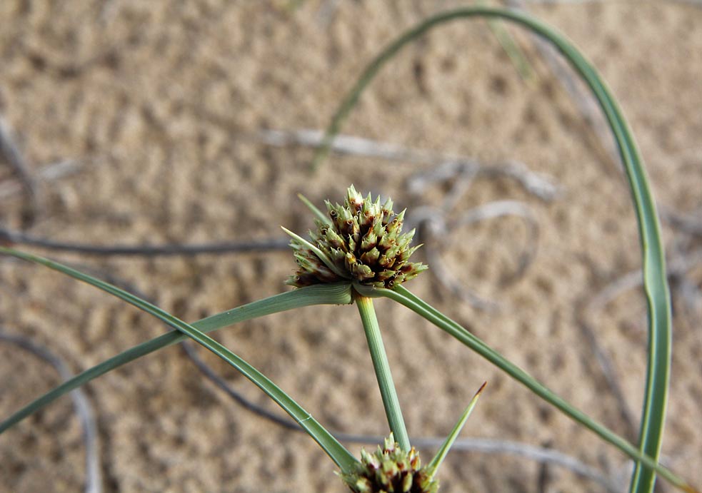 Изображение особи Cyperus capitatus.