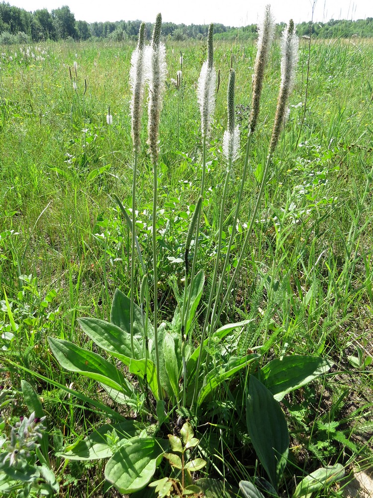 Image of Plantago urvillei specimen.