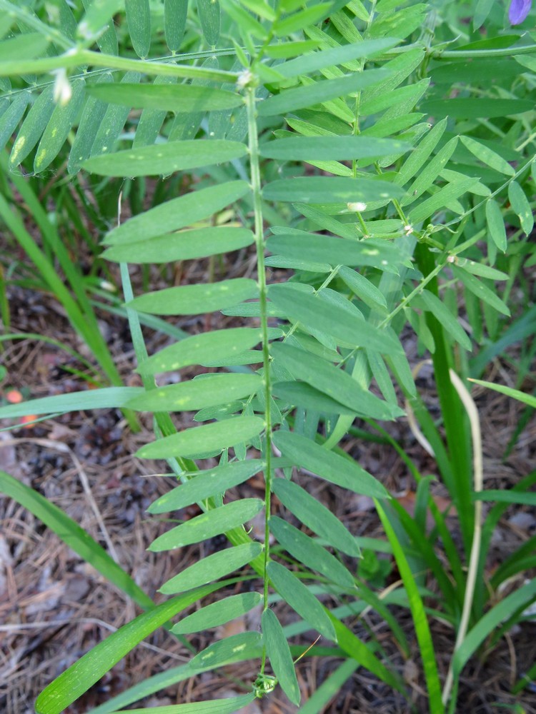 Image of Vicia tenuifolia specimen.