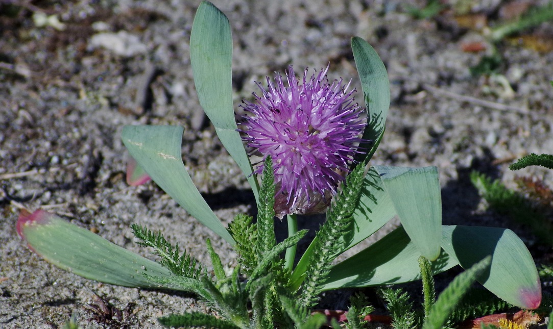 Изображение особи Allium platyspathum.