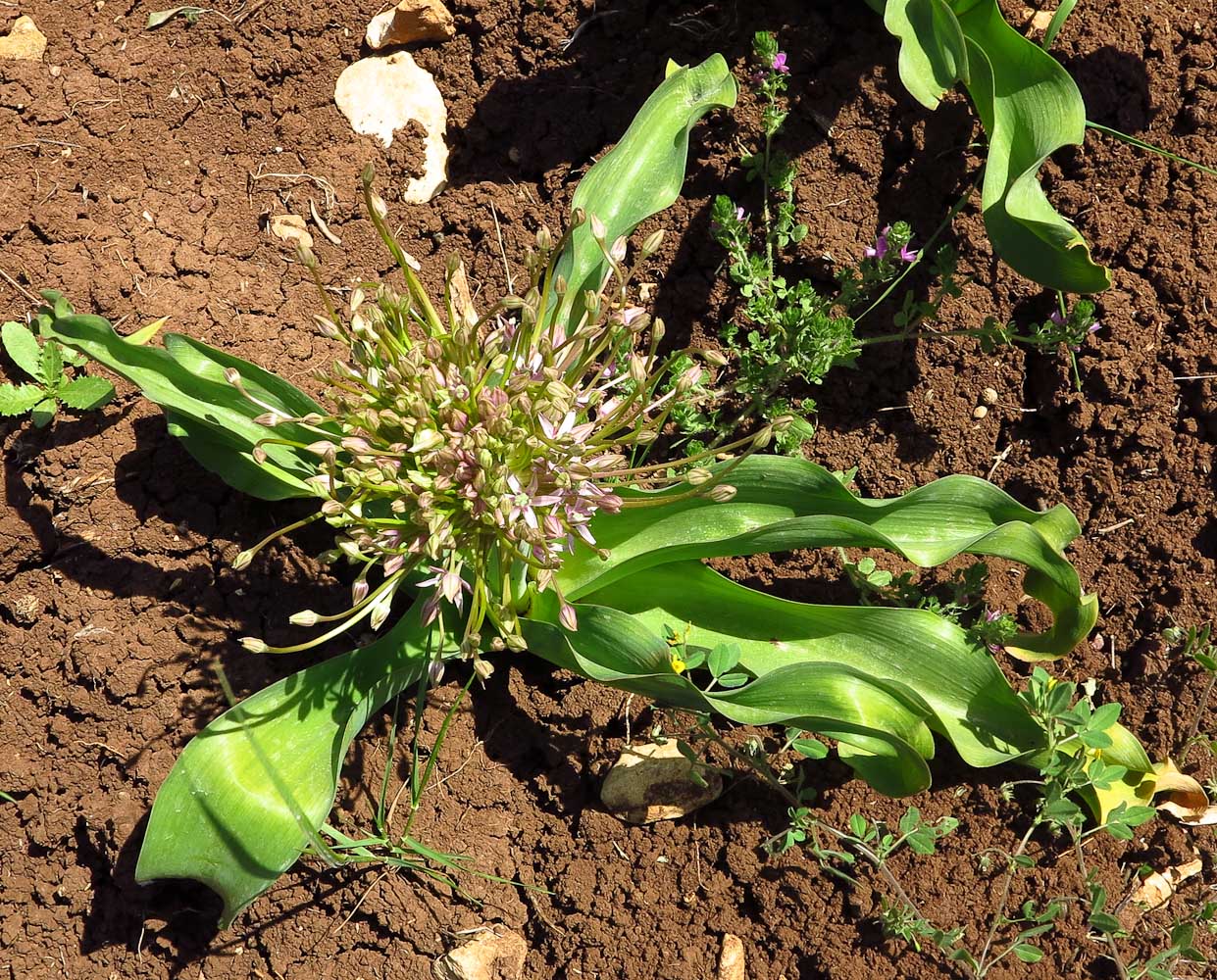 Image of Allium schubertii specimen.